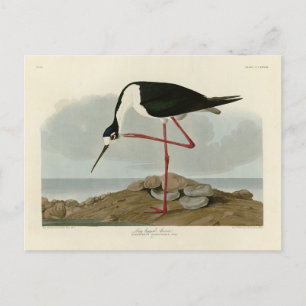 Long-legged Avocet from Audubon's Birds of America Postcard