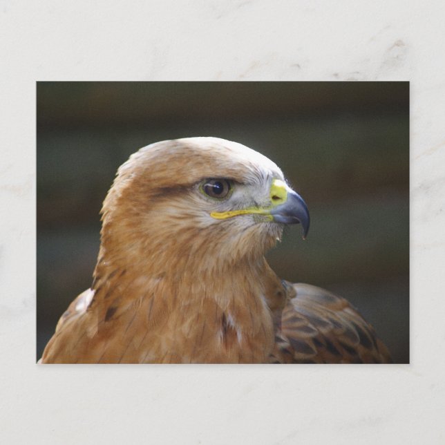Long-legged Buzzard Postcard (Front)