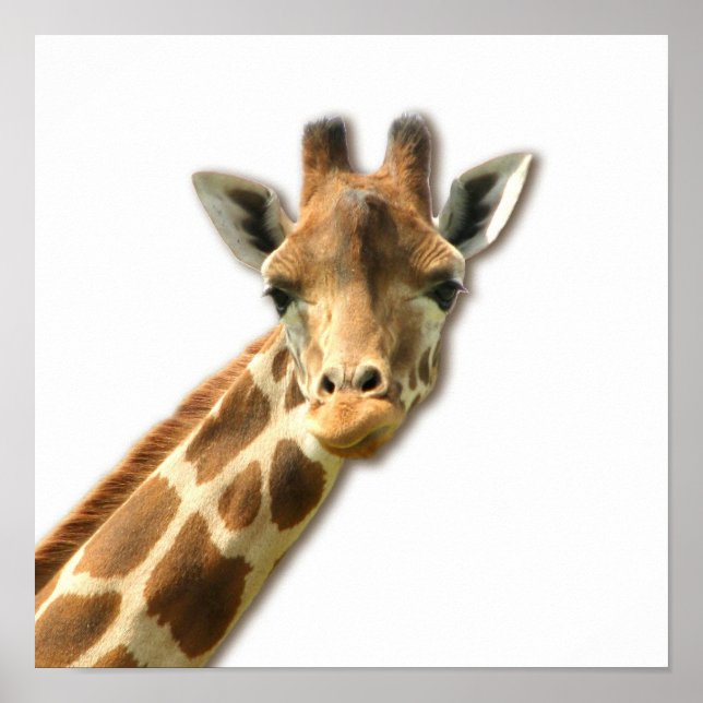 Long Necked Giraffe  Poster (Front)