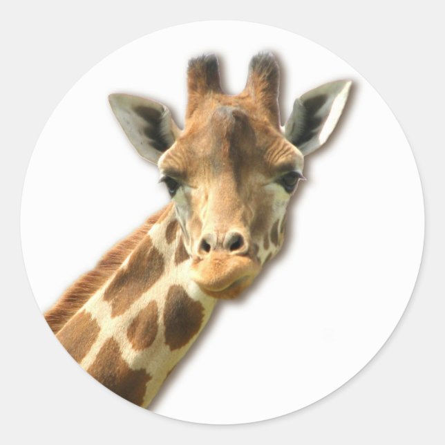 Long Necked Giraffe Sticker (Front)