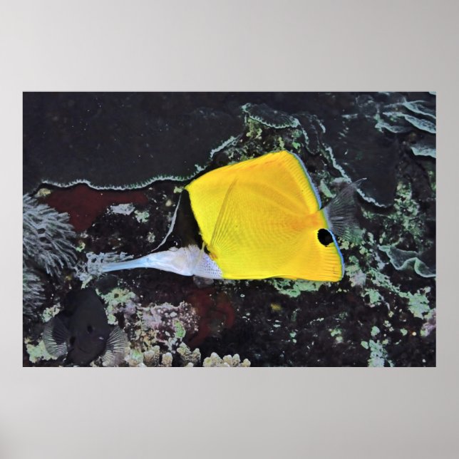 Long Nose Butterflyfish Poster (Front)