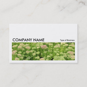 Long Picture 0196 - Sedum (Autumn Joy) Business Card