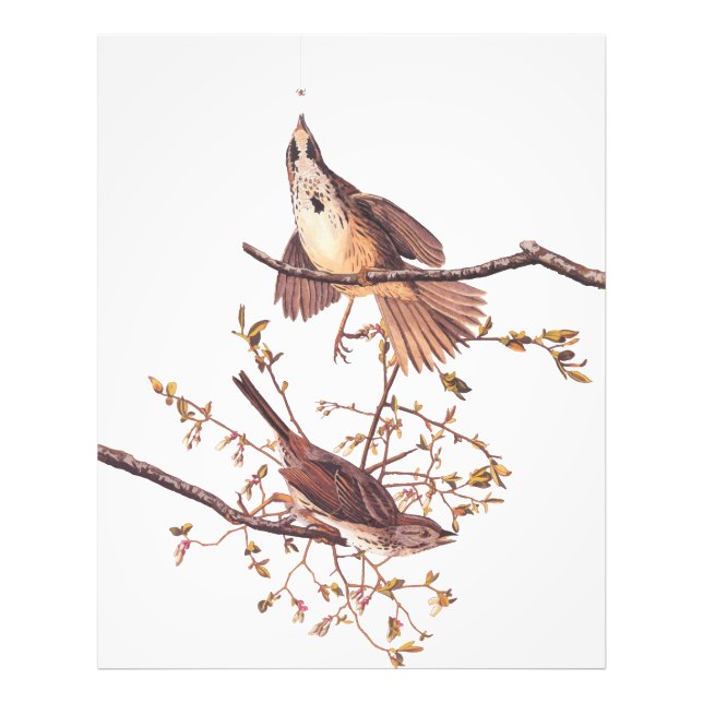 Long Sparrow Audubon Birds with Tiny Spider Photo Print (Front)