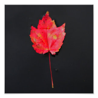 Long stem red leaf photo print