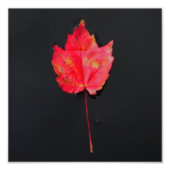 Long stem red leaf photo print (Front)