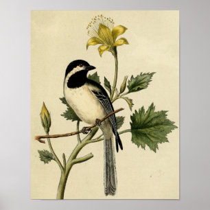 Long Tailed Chickadee Poster