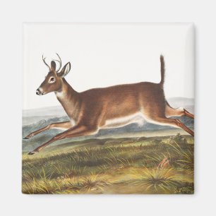 Long-tailed Deer (Cervus leucurus) Illustration Magnet
