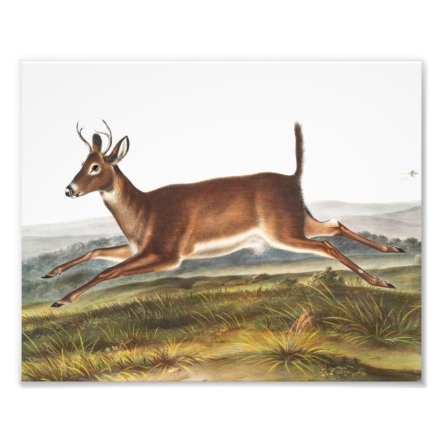 Long-tailed Deer (Cervus leucurus) Illustration Photo Print (Front)