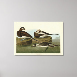 Long-tailed Duck - from Audubon's Birds of America Canvas Print