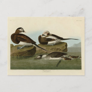 Long-tailed Duck - from Audubon's Birds of America Postcard