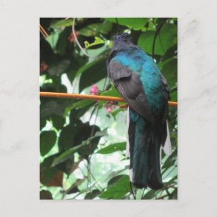 Long Tailed Exotic Bird Postcard