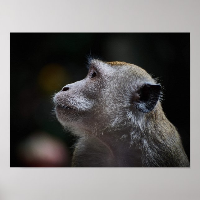 Long-Tailed Macaque Close-Up Poster (Front)