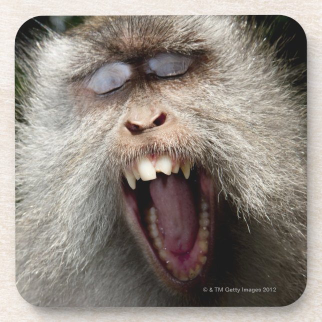Long-tailed macaques (Macaca fascicularis) Coaster (Front)
