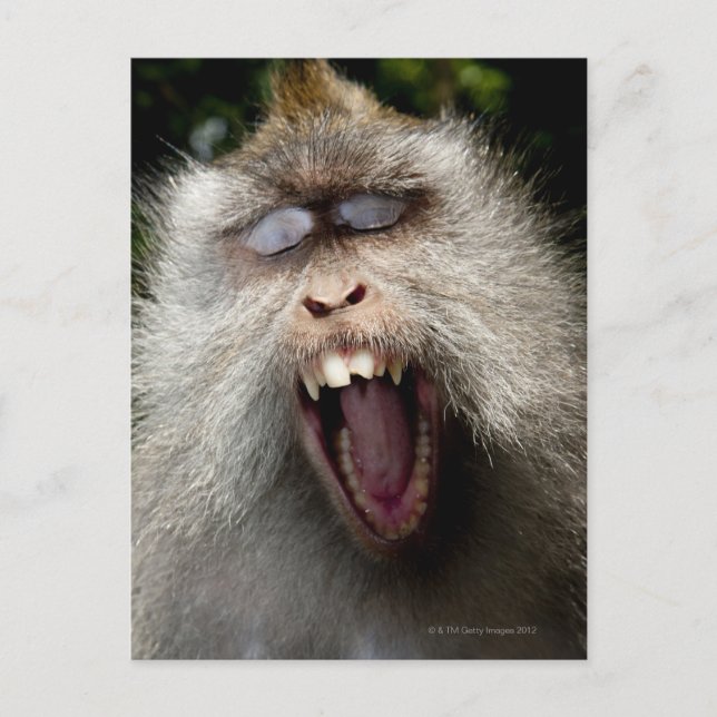 Long-tailed macaques (Macaca fascicularis) Postcard (Front)