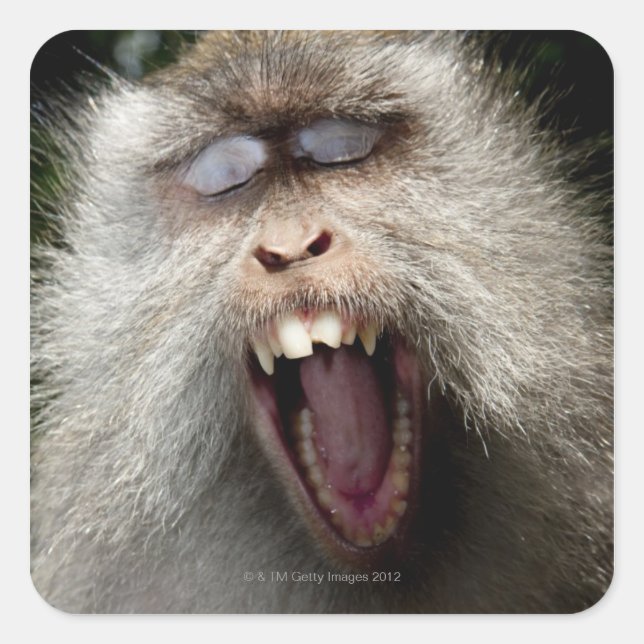 Long-tailed macaques (Macaca fascicularis) Square Sticker (Front)