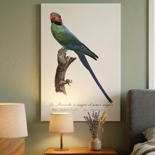 Long-Tailed Parakeet, Psittacula Longicauda Canvas Print