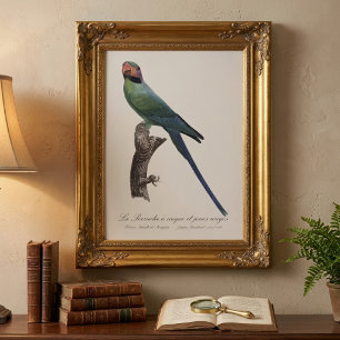 Long-Tailed Parakeet, Psittacula Longicauda Photo Print