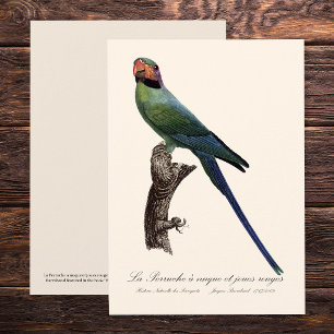Long-Tailed Parakeet, Psittacula Longicauda Thank You Card