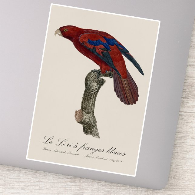 Long-Tailed Red Lory, Trichoglossus borneus (Long-Tailed Red Lory, Trichoglossus borneus. Sticker)