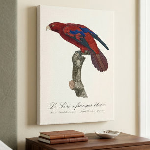 Long-Tailed Red Lory, Trichoglossus borneus Canvas Print