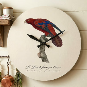 Long-Tailed Red Lory, Trichoglossus borneus Large Clock