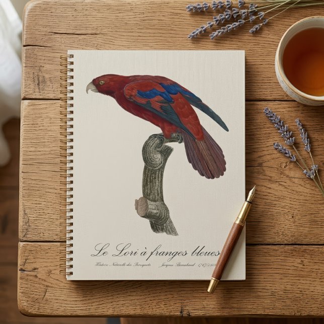 Long-Tailed Red Lory, Trichoglossus borneus Planner (Long-Tailed Red Lory, Trichoglossus borneus. Planner )