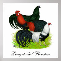 Long-tailed Rooster Trio