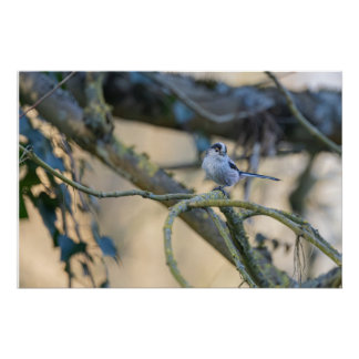 Long-tailed sponge poster