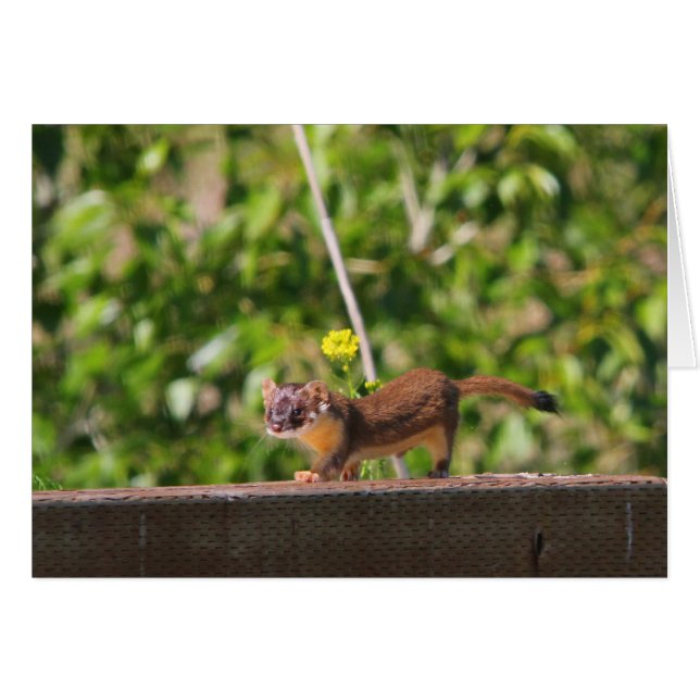 Long-tailed Weasel (Front Horizontal)
