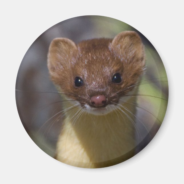 Long-tailed Weasel Magnet (Front)