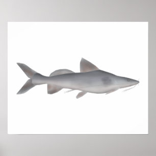 Long-whiskered Catfish Poster