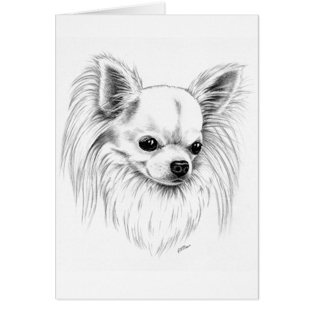 Longcoat chihuahua (Front)