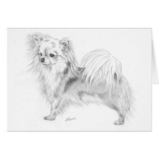 Longcoat chihuahua - standing