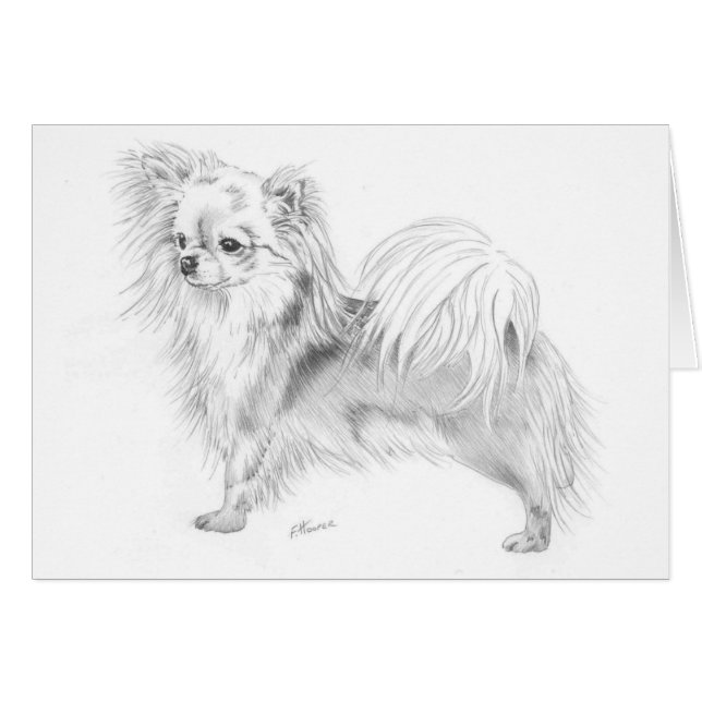 Longcoat chihuahua - standing (Front Horizontal)