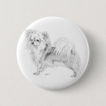Longcoat chihuahua - standing