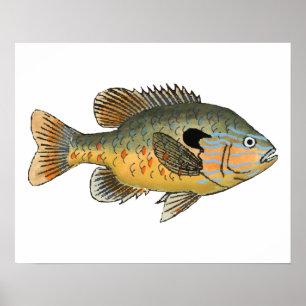 Longear Sunfish Poster