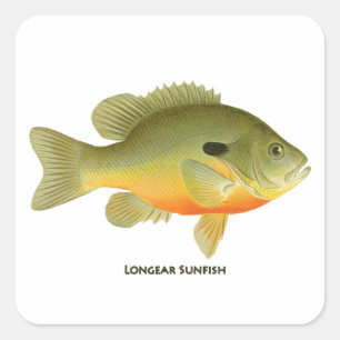Longear Sunfish Square Sticker