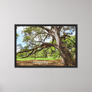 Longevity - Live Oak Tree of Louisiana Canvas Print