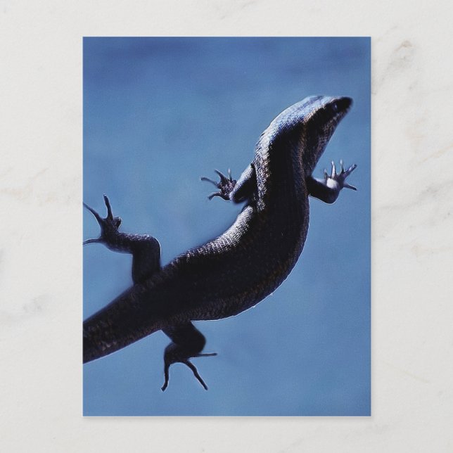 Longevity Postcard (Front)