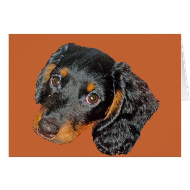Longhair Dachshund Gift (Front Horizontal)