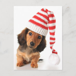 Longhair Dachshund Puppy Postcard