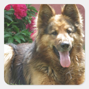 Longhair German Shepherd Square Sticker