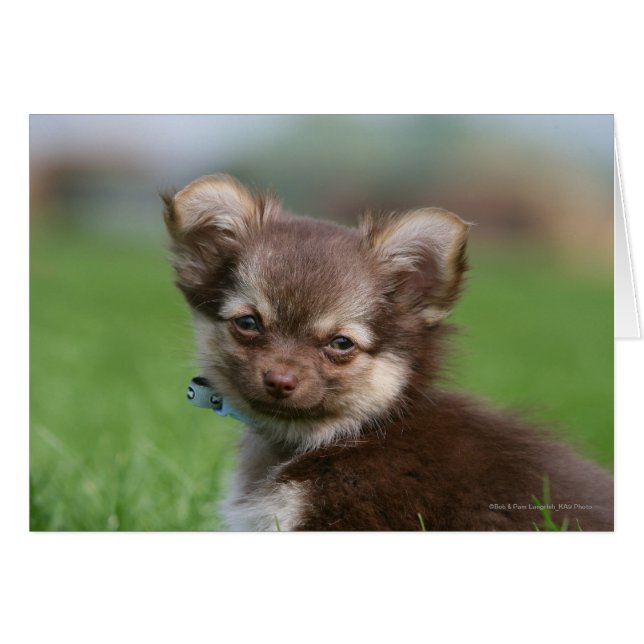 Longhaired Chihuahua Puppy Looking at Camera (Front Horizontal)