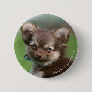 Longhaired Chihuahua Puppy Looking at Camera 6 Cm Round Badge