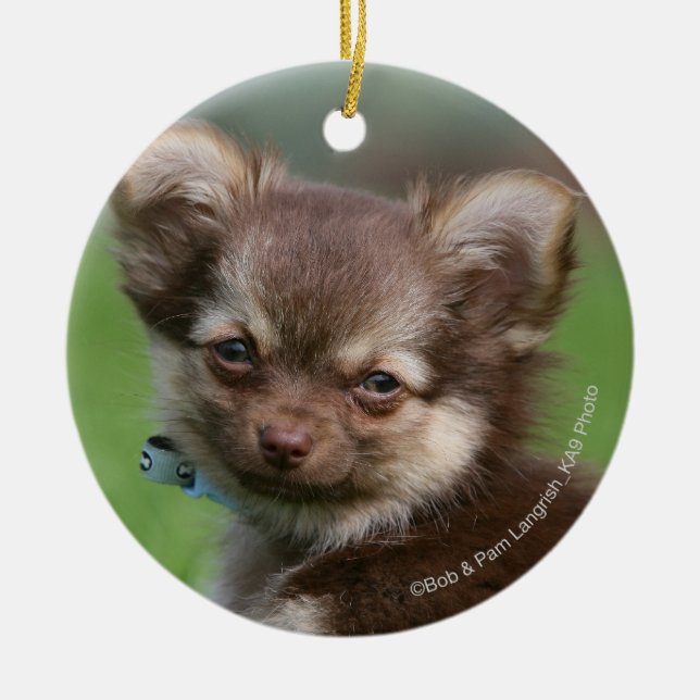 Longhaired Chihuahua Puppy Looking at Camera Ceramic Tree Decoration (Front)