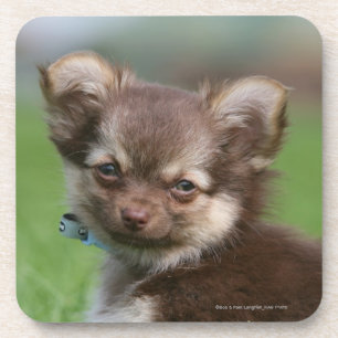 Longhaired Chihuahua Puppy Looking at Camera Coaster