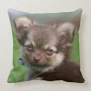 Longhaired Chihuahua Puppy Looking at Camera Cushion