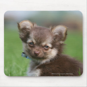 Longhaired Chihuahua Puppy Looking at Camera Mouse Mat
