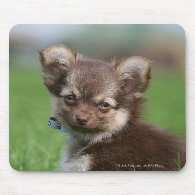Longhaired Chihuahua Puppy Looking at Camera Mouse Mat (Front)