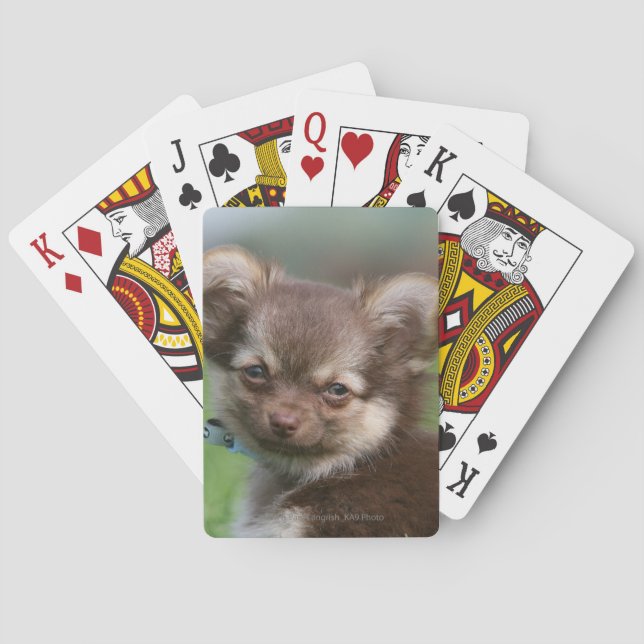 Longhaired Chihuahua Puppy Looking at Camera Playing Cards (Back)